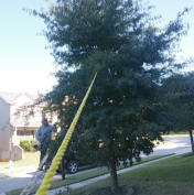 Tree Service